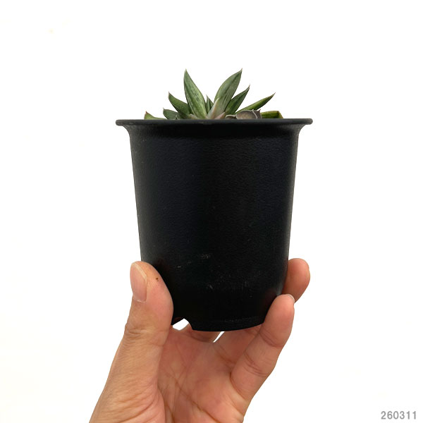 ガステリア：白馬の輝　2.5号ポット