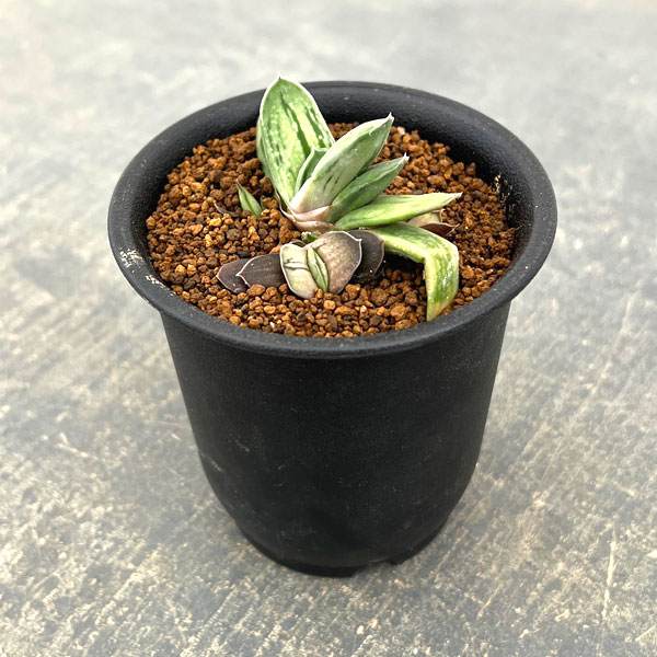 ガステリア：白馬の輝　2.5号ポット