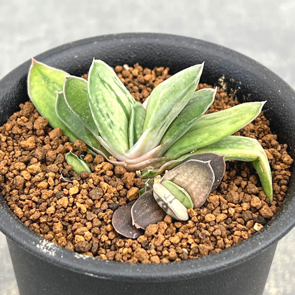 ガステリア：白馬の輝　2.5号ポット