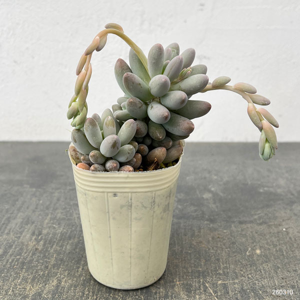 パキフィツム：ベビーフィンガー　2.5号ロングポット