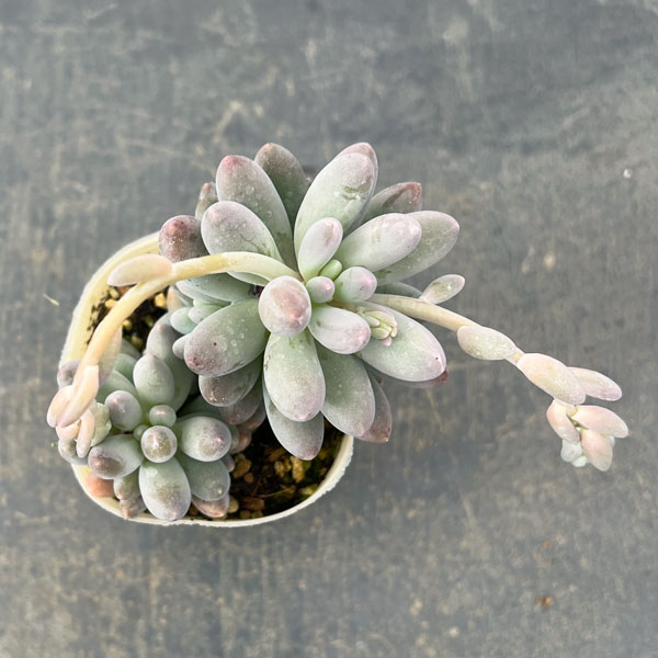 パキフィツム：ベビーフィンガー　2.5号ロングポット