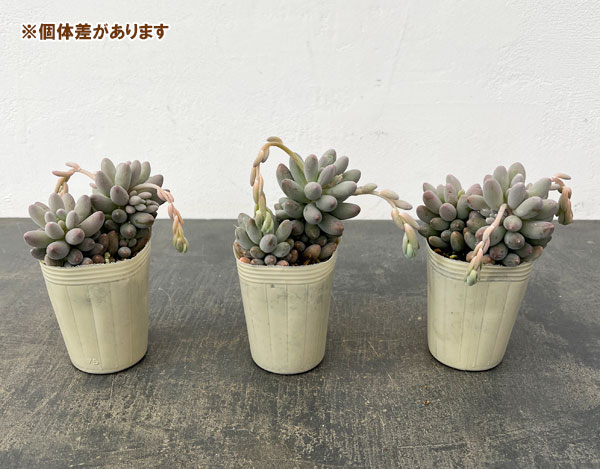 パキフィツム：ベビーフィンガー　2.5号ロングポット