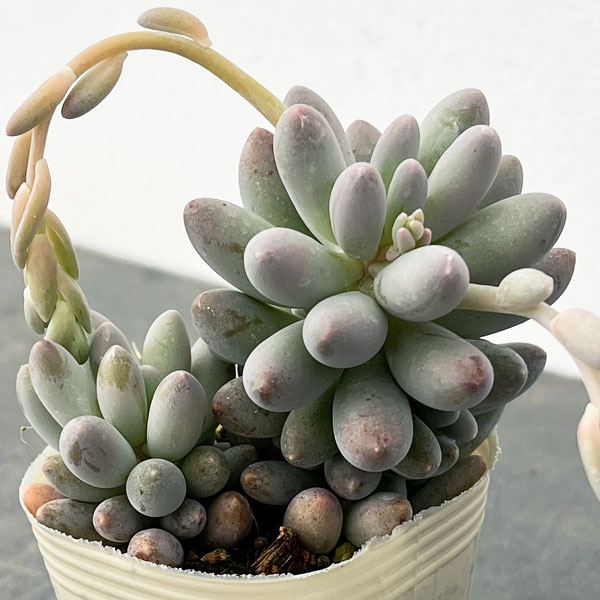 パキフィツム：ベビーフィンガー　2.5号ロングポット