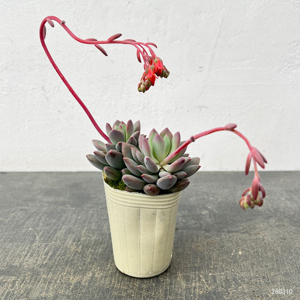 パキフィツム：キューティーフィンガー　2.5号ロングポット