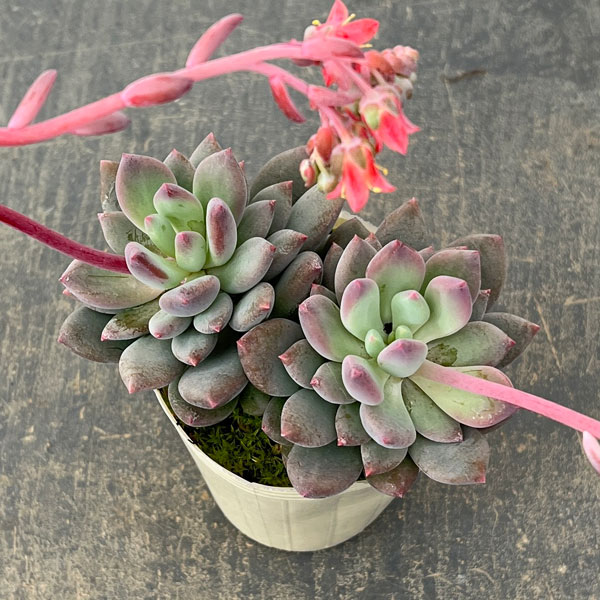 パキフィツム：キューティーフィンガー　2.5号ロングポット