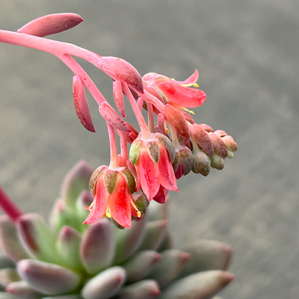 パキフィツム：キューティーフィンガー　2.5号ロングポット