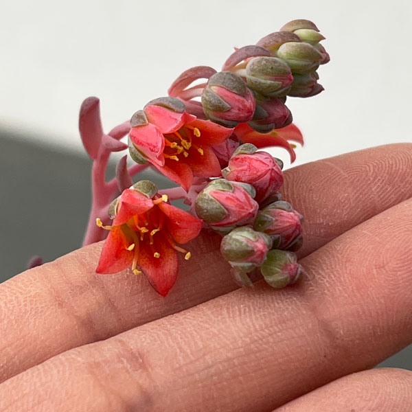 パキフィツム：キューティーフィンガー　2.5号ロングポット