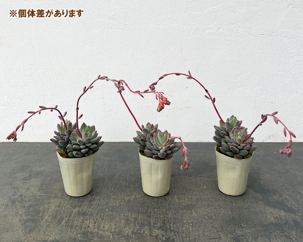 パキフィツム：キューティーフィンガー　2.5号ロングポット