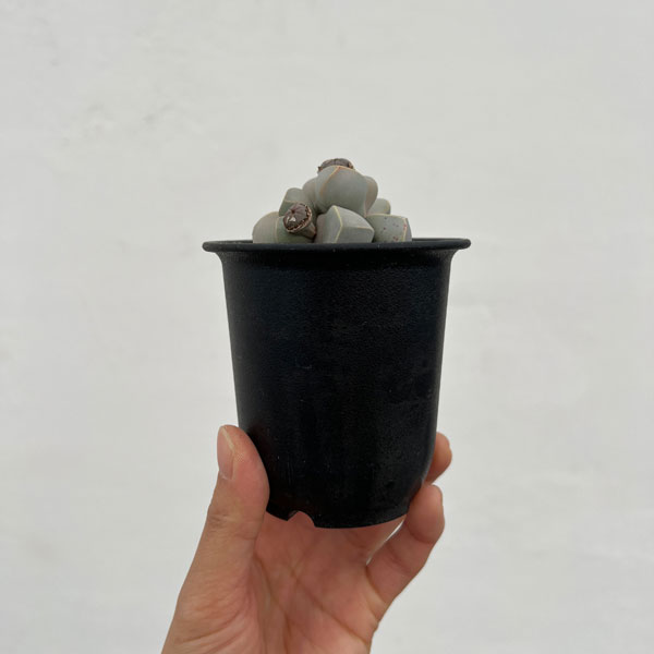 メセン：ラピダリア マーガレッティ　魔玉　3号鉢植え