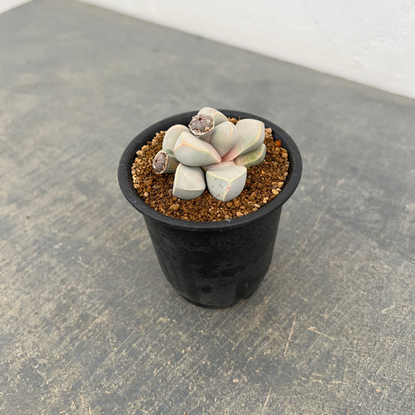 メセン：ラピダリア マーガレッティ　魔玉　3号鉢植え