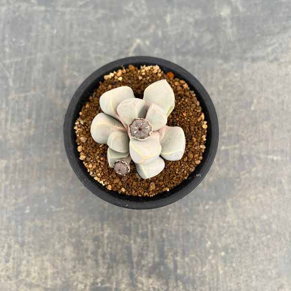 メセン：ラピダリア マーガレッティ　魔玉　3号鉢植え