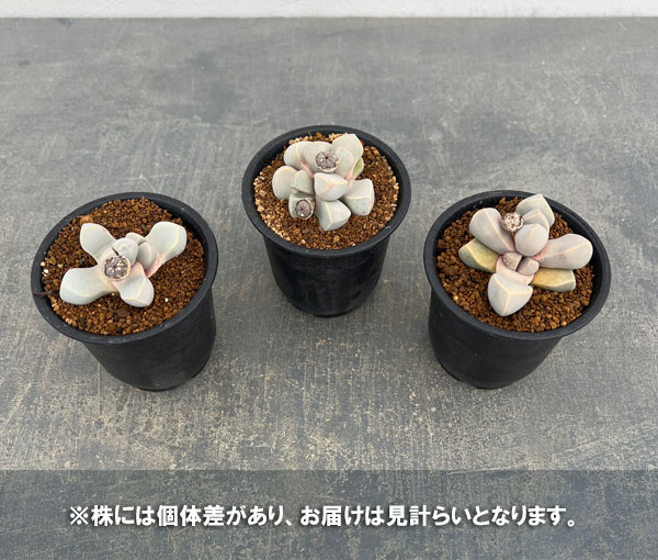 メセン：ラピダリア マーガレッティ　魔玉　3号鉢植え