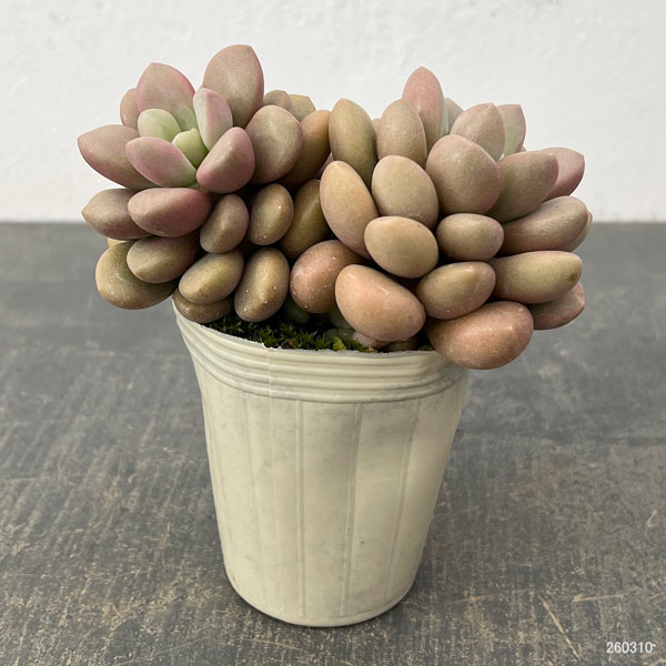 グラプトベリア：アバンギャルド2.5号ロングポット