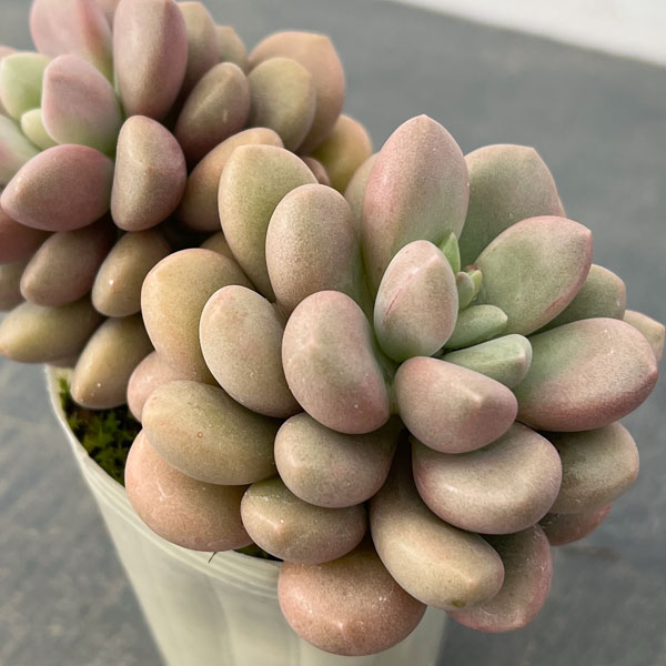 グラプトベリア：アバンギャルド2.5号ロングポット