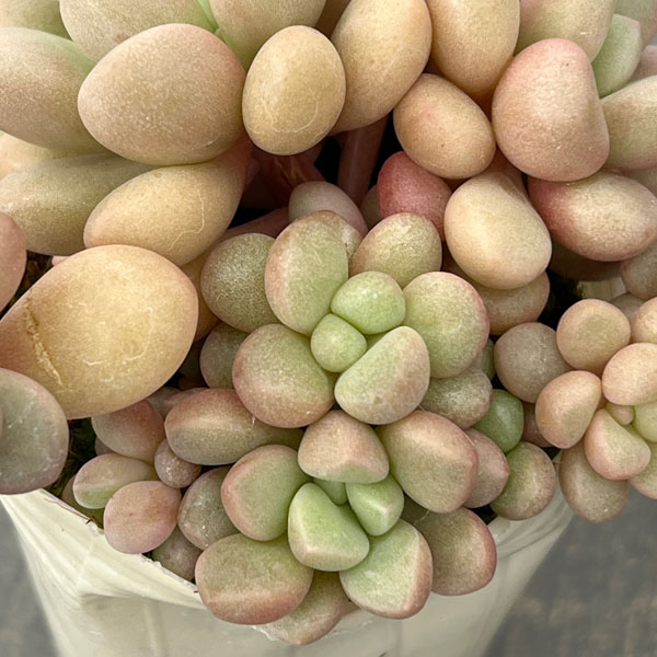 グラプトベリア：アバンギャルド2.5号ロングポット