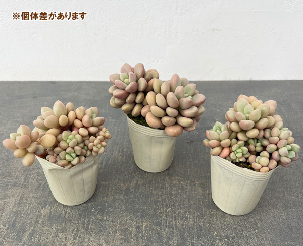 グラプトベリア：アバンギャルド2.5号ロングポット