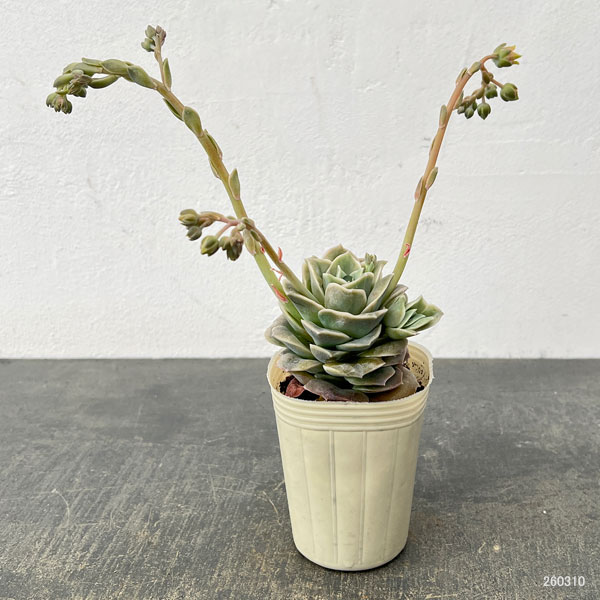 エケベリア:ラブリーローズ2.5号ロングポット