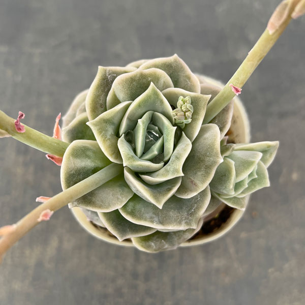 エケベリア:ラブリーローズ2.5号ロングポット