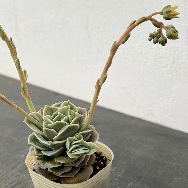 エケベリア:ラブリーローズ2.5号ロングポット