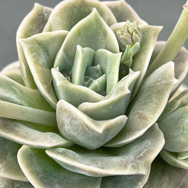 エケベリア:ラブリーローズ2.5号ロングポット