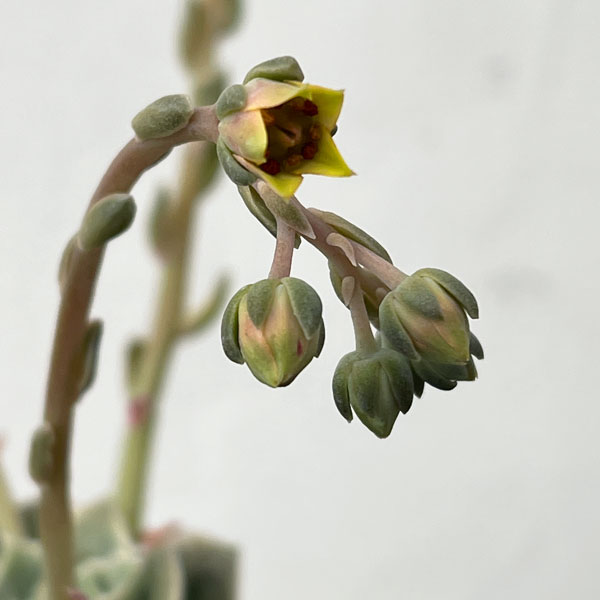 エケベリア:ラブリーローズ2.5号ロングポット