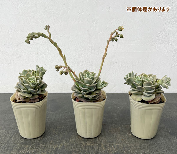 エケベリア:ラブリーローズ2.5号ロングポット