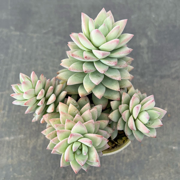 セデベリア：スノーキャンディ2.5号ロングポット