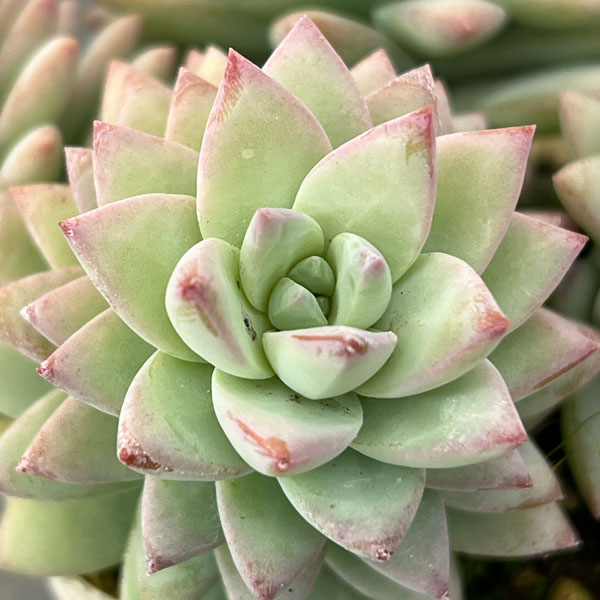 セデベリア：スノーキャンディ2.5号ロングポット