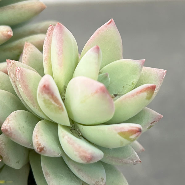 セデベリア：スノーキャンディ2.5号ロングポット