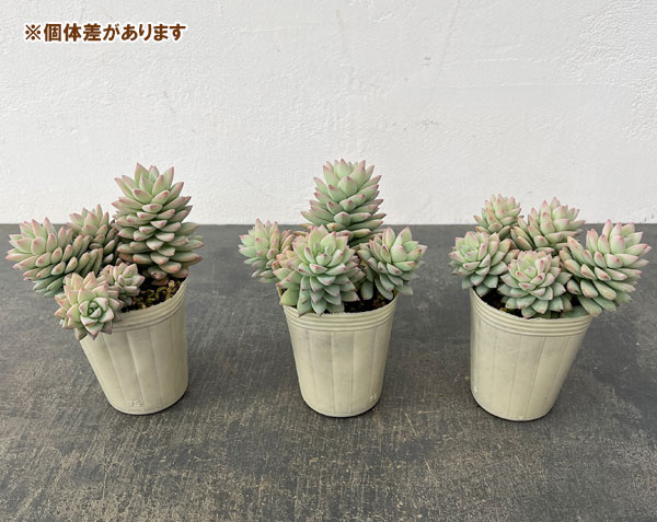 セデベリア：スノーキャンディ2.5号ロングポット