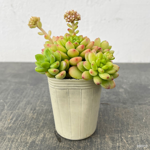 セデベリア：シャングリラ2.5号ロングポット