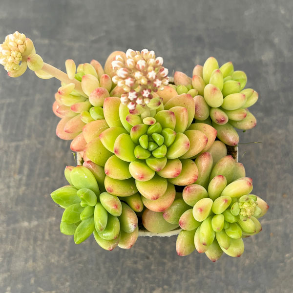 セデベリア：シャングリラ2.5号ロングポット