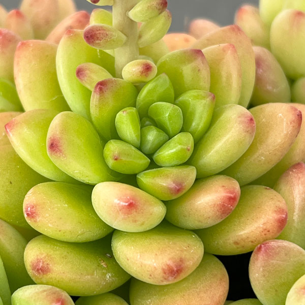 セデベリア：シャングリラ2.5号ロングポット