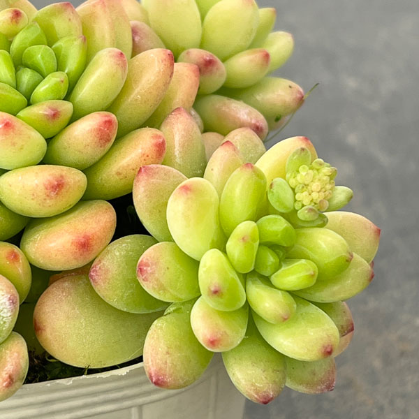 セデベリア：シャングリラ2.5号ロングポット