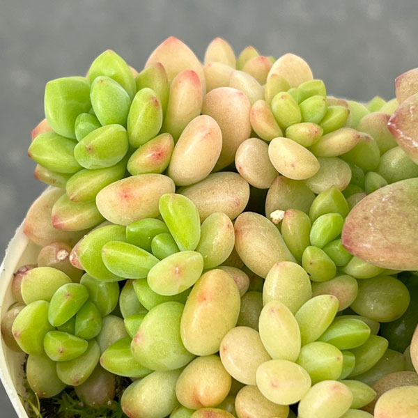 セデベリア：シャングリラ2.5号ロングポット