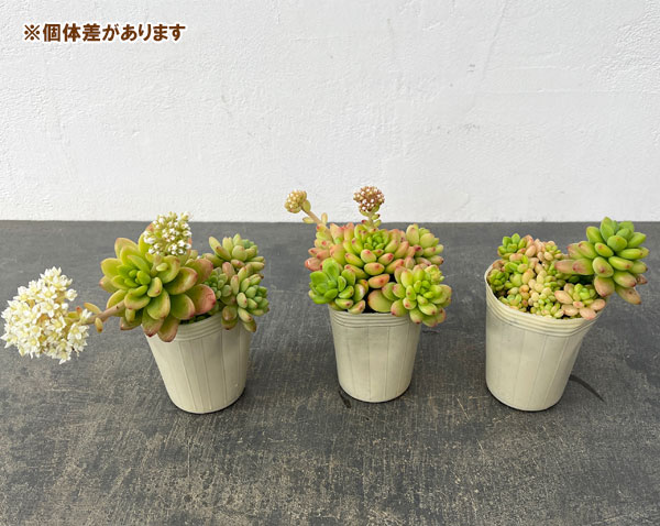 セデベリア：シャングリラ2.5号ロングポット