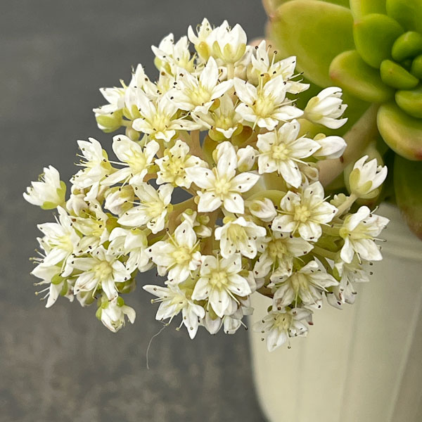 セデベリア：シャングリラ2.5号ロングポット