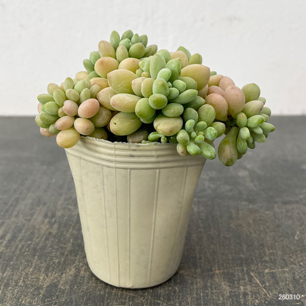 エケベリア：ロココ2.5号ロングポット