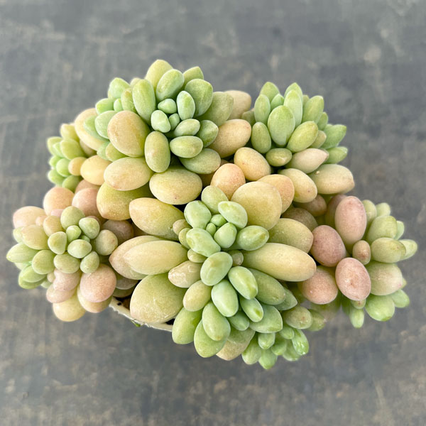 エケベリア：ロココ2.5号ロングポット