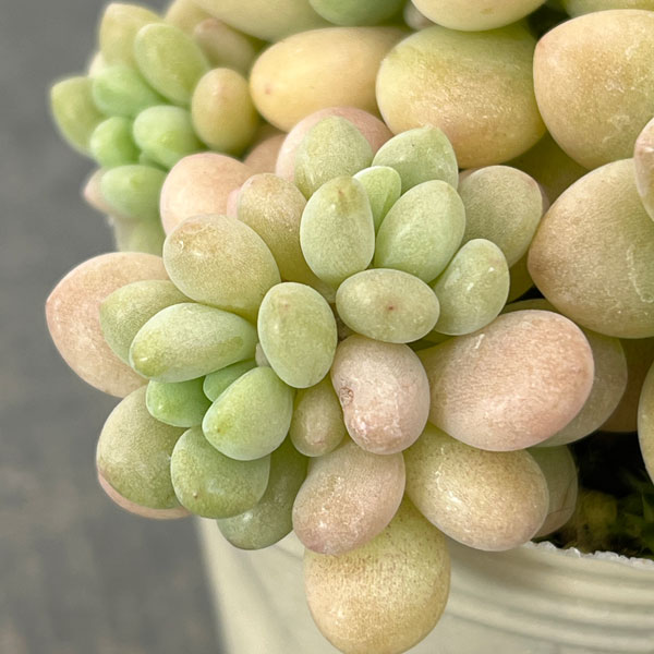 エケベリア：ロココ2.5号ロングポット