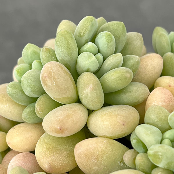 エケベリア：ロココ2.5号ロングポット