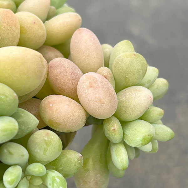 エケベリア：ロココ2.5号ロングポット