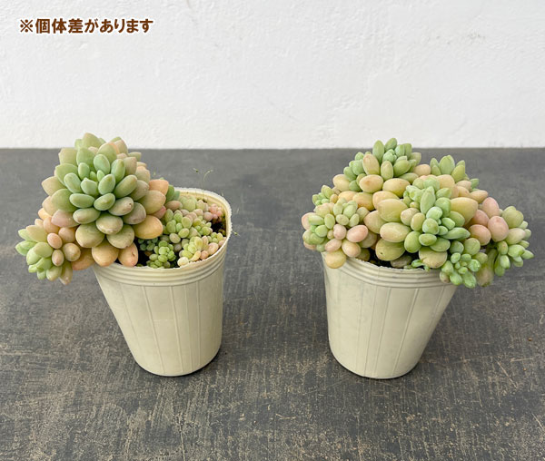 エケベリア：ロココ2.5号ロングポット