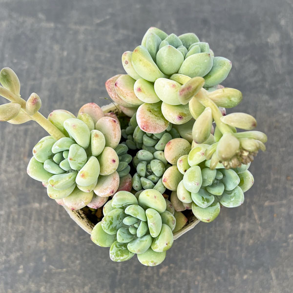 セダム：オーロラブルー 2.5号ロングポット