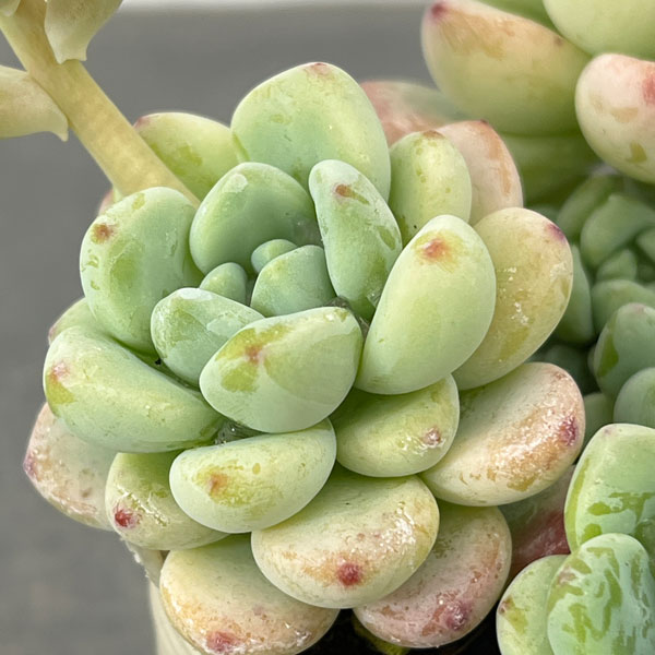 セダム：オーロラブルー 2.5号ロングポット