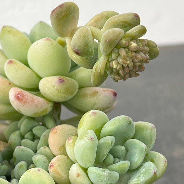 セダム：オーロラブルー 2.5号ロングポット