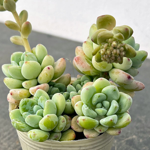 セダム：オーロラブルー 2.5号ロングポット