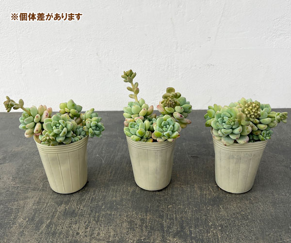 セダム：オーロラブルー 2.5号ロングポット