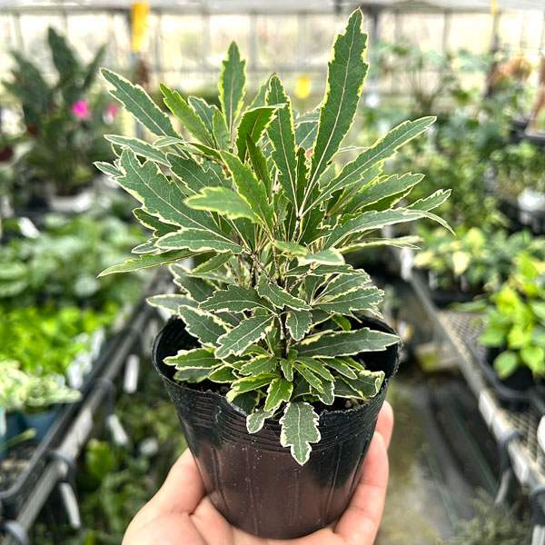 斑入りアラレア：カスターバリエガータ3.5号ポット