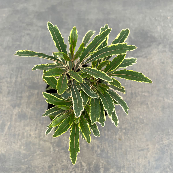 斑入りアラレア：カスターバリエガータ3.5号ポット